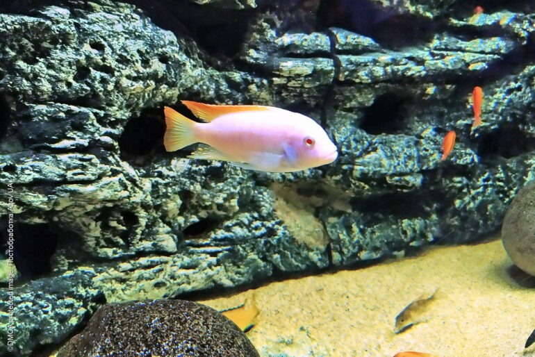 Аквариум в Кирилловке